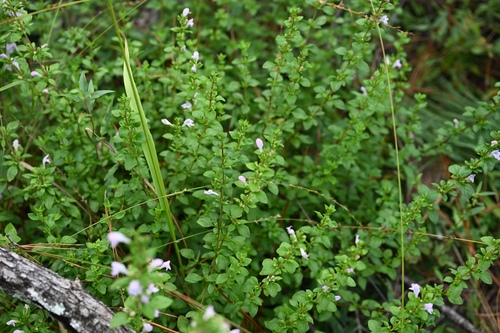 Image of Clinopodium carolinianum by (c) Amber M. King, some rights reserved (CC BY)