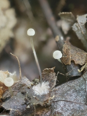 Mycena albiceps