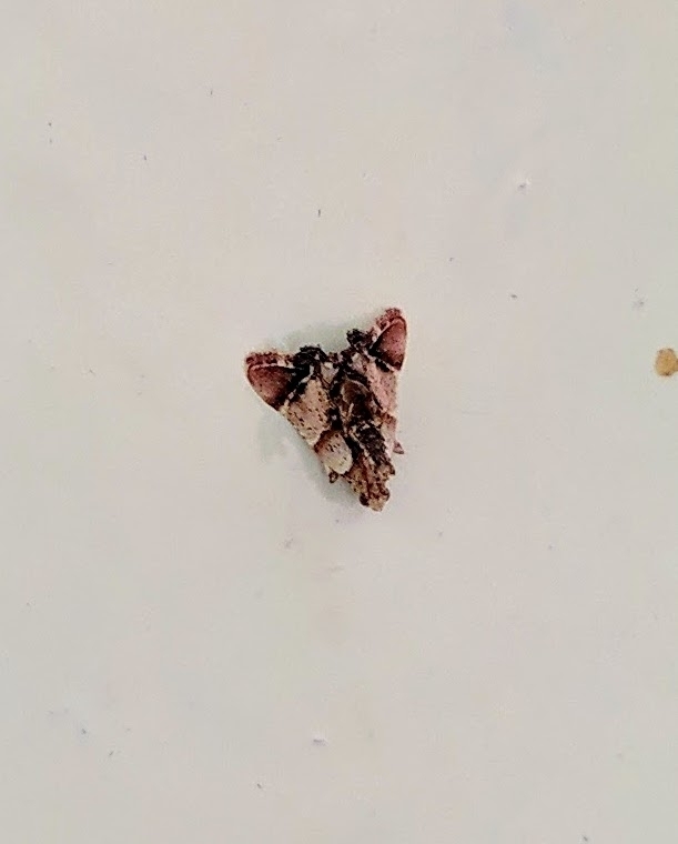 Pyralis divagalis
