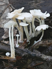 Resinomycena rhododendri