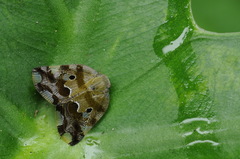Ricania marginalis