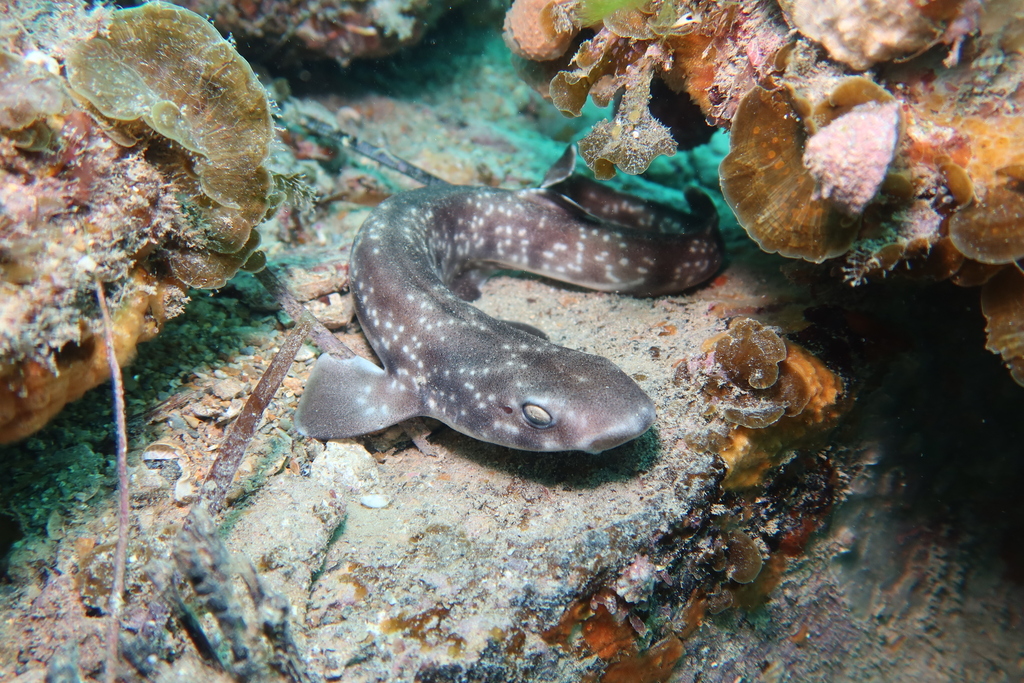Gulf Catshark