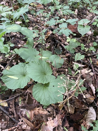 Image of Pachyphragma macrophyllum by (c) Илья Руденко, some rights reserved (CC BY)