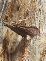 Endotricha ignealis
