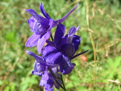 Delphinium ajacis