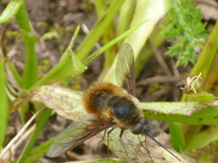 Bombylius mexicanus
