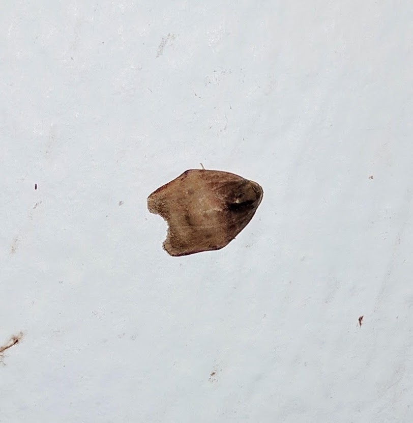 Macaduma calda