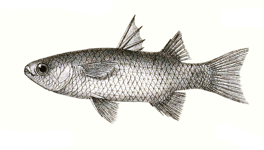 Broad-Mouthed Mullet