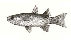 Broad-Mouthed Mullet photo 1