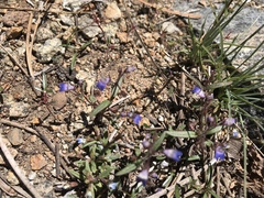 Collinsia torreyi