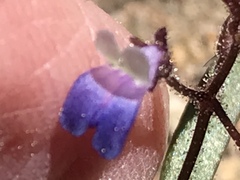 Collinsia torreyi