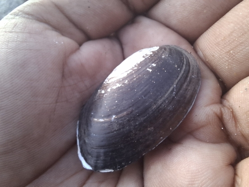 Lamellidens marginalis observed 2024-09-14