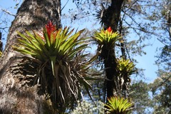 Tillandsia imperialis