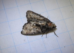 Chytonix