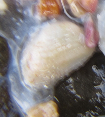 Acar sandersonae