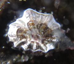 Siphonaria propria