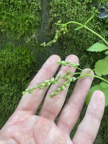 Image of Chiastophyllum oppositifolium by (c) Илья Руденко, some rights reserved (CC BY)