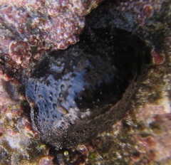 Onchidella nigricans