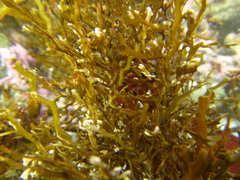 Carpophyllum plumosum