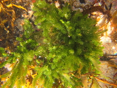 Caulerpa brownii