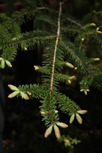 Guatemalan fir