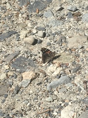 Vanessa indica indica