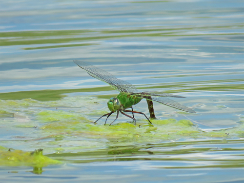 Comet Darner photo 3