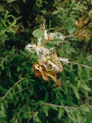 Calliandra eriophylla