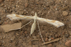 Gillmeria pallidactyla