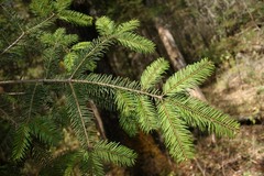 Abies guatemalensis