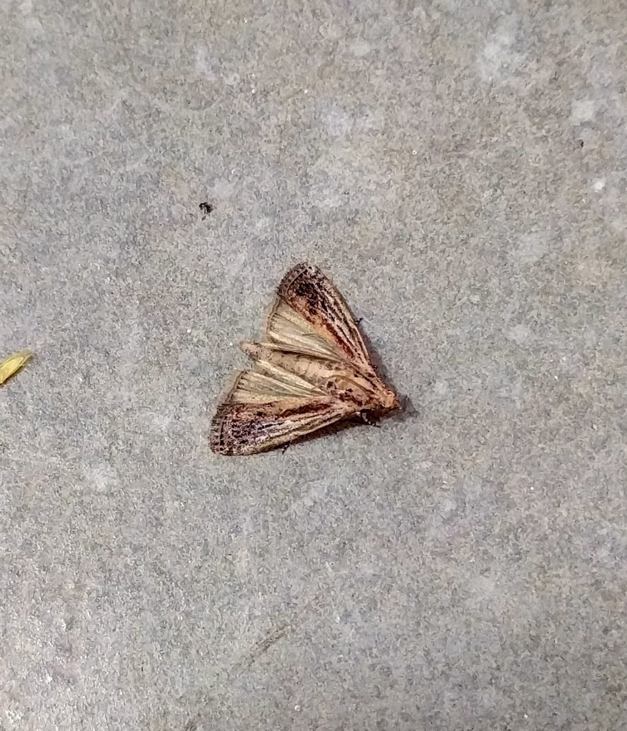 Phycita atrisquamella