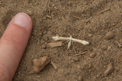 Gillmeria pallidactyla