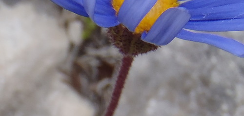 Image of Felicia ebracteata by (c) Nicola van Berkel, some rights reserved (CC BY-SA)