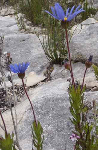 Image of Felicia ebracteata by (c) Nicola van Berkel, some rights reserved (CC BY-SA)