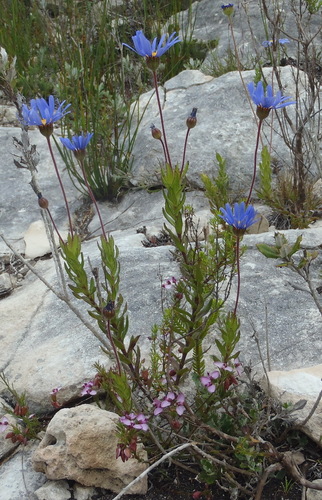 Image of Felicia ebracteata by (c) Nicola van Berkel, some rights reserved (CC BY-SA)