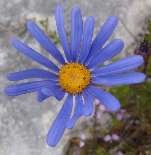 Hope Felicia (Felicia ebracteata)