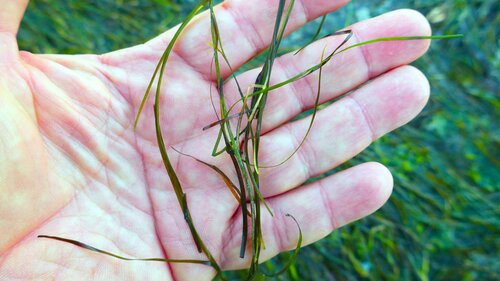 Image of Zostera noltii by no rights reserved