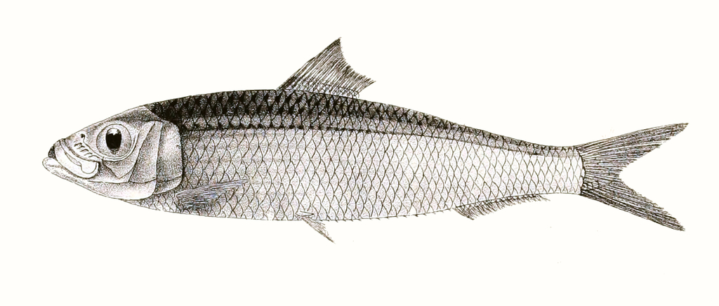 Sind Sardinella