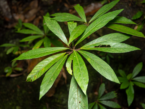 Ficus macrostyla observed 2024-09-07