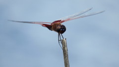 Tramea carolina