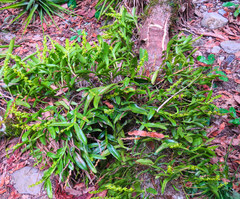 Epidendrum cardiophorum