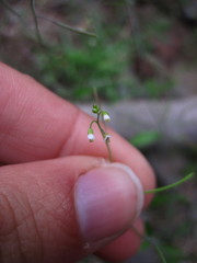 Arabidopsis