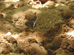 Mysoria affinis