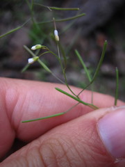 Arabidopsis