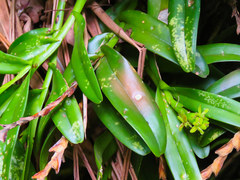 Epidendrum cardiophorum