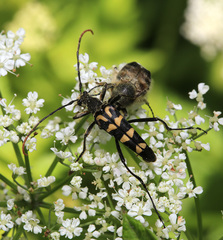 Leptura annularis