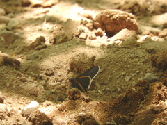 Mysoria affinis