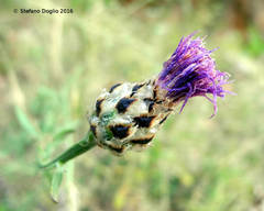 Centaurea ambigua