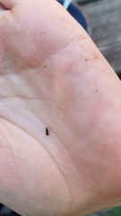 Dryophthorus americanus