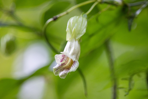 Lysionotus chingii